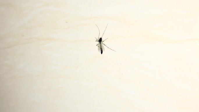 小蚊子