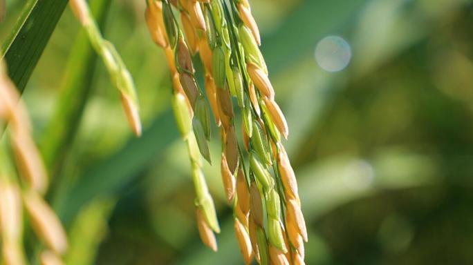 世界粮食日稻穗成熟丰收
