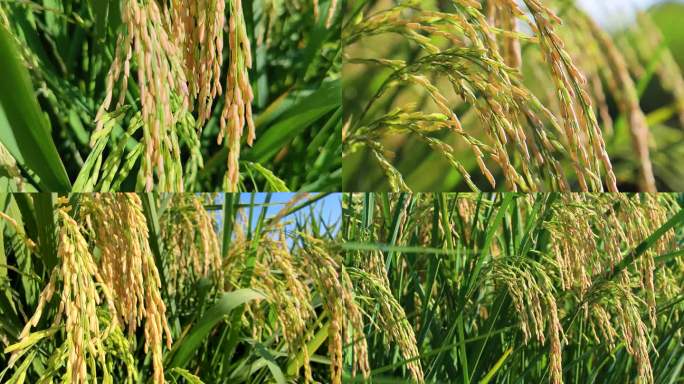 世界粮食日稻穗成熟丰收