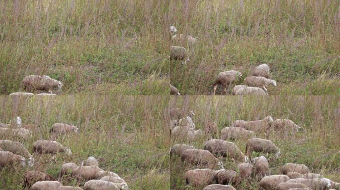 羊群在草地吃草