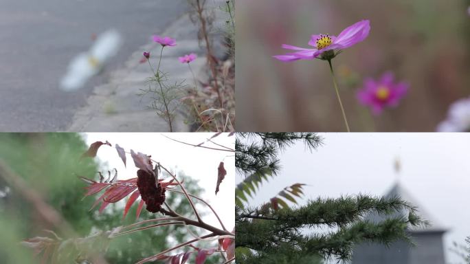 植物花朵建筑物特写