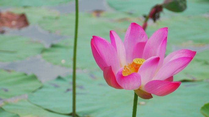 池塘里的荷花