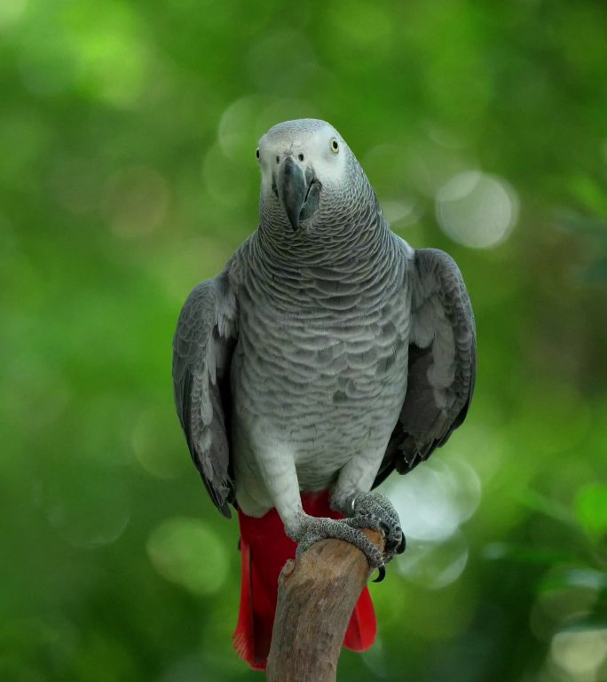 最会说话的鸟类之非洲灰鹦鹉：一夫一妻制