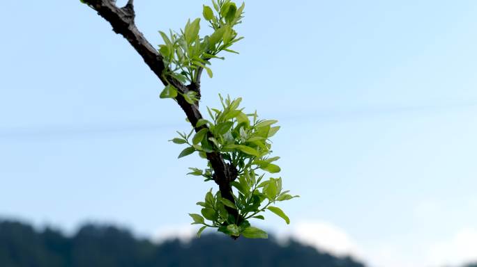 春天的枣树