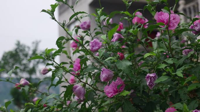 木槿花花朵花卉公园栽植栽培植物