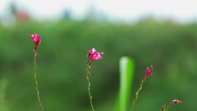 夏天晴天下的野花