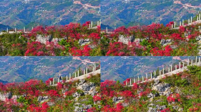 航拍长江三峡红叶