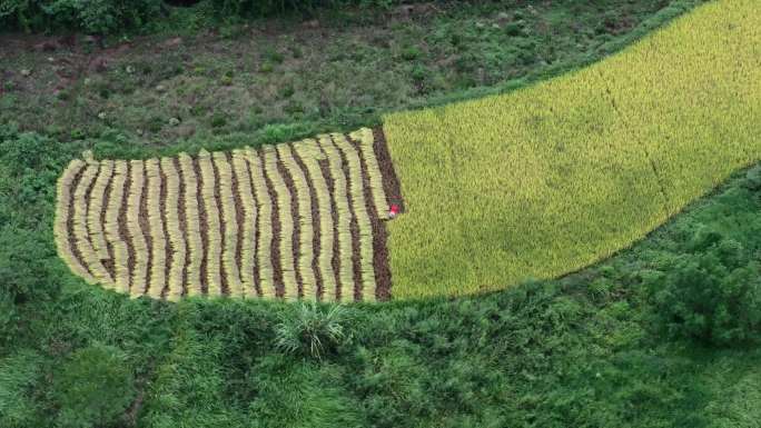 鄂州梁子湖鳡鱼山叶家农民收割金黄的稻田