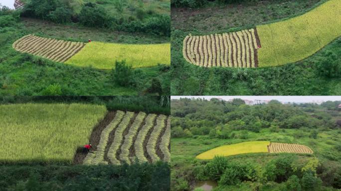 鄂州梁子湖鳡鱼山叶家农民收割金黄的稻田