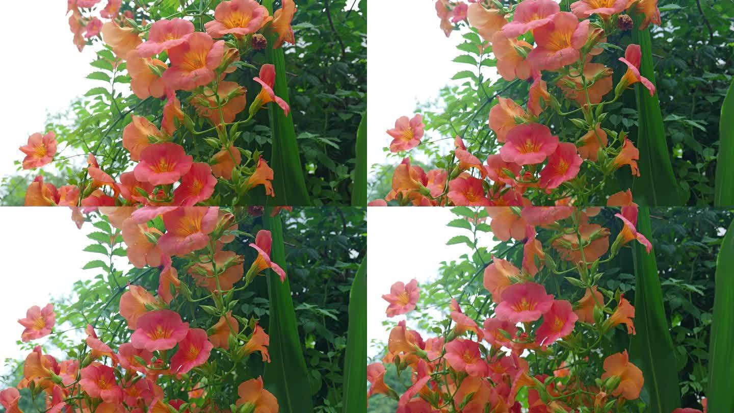 植物花朵花卉凌霄花花朵庭院绿化花朵空镜