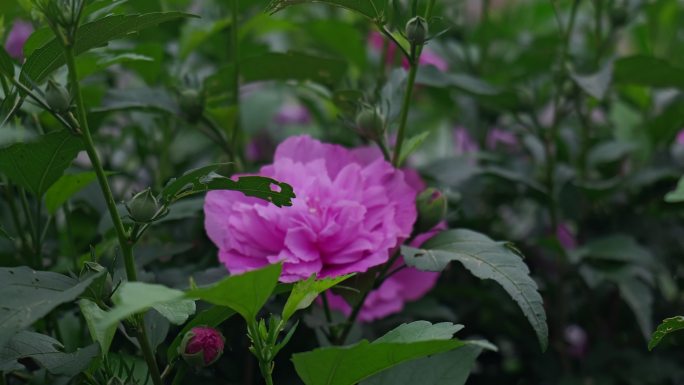 木槿花花朵花卉公园栽植栽培植物