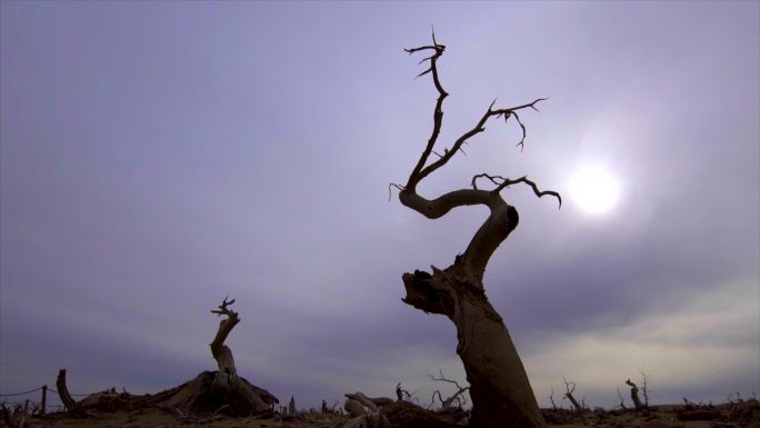 内蒙古沙漠怪树林 一棵枯树 流云光线延时