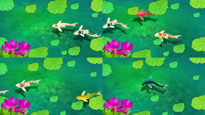 荷叶池塘游动的鱼锦鲤背景