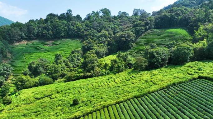 茶山 茶园