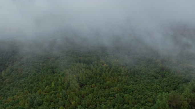 大雾下的森林航拍