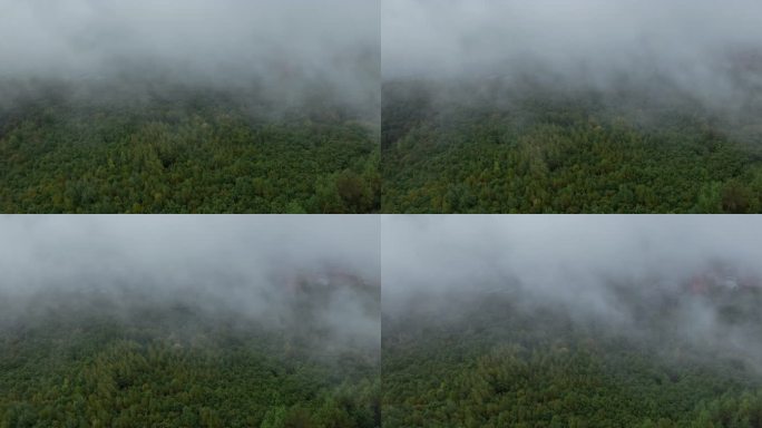 大雾下的森林航拍