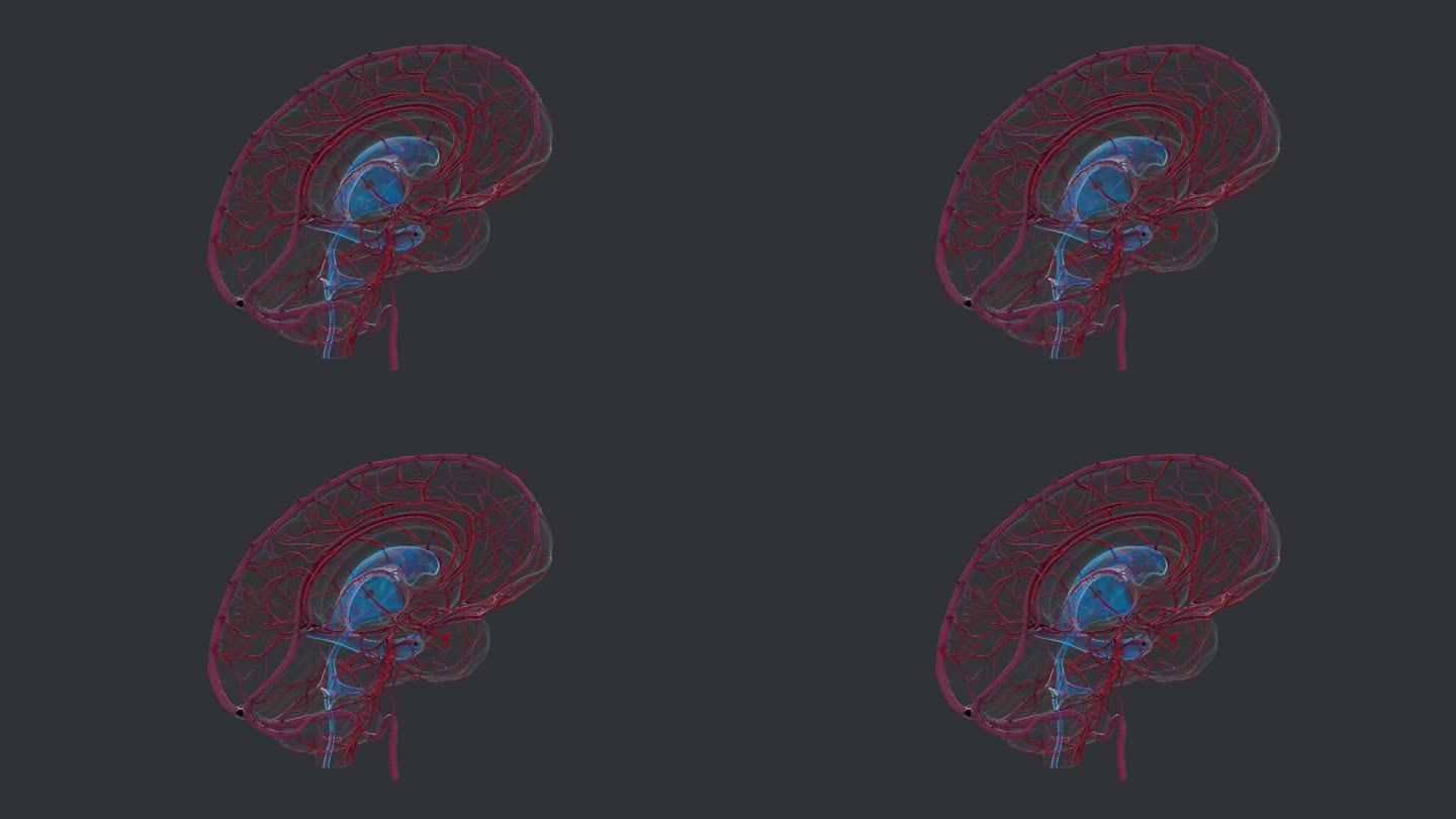 丘脑中枢神经系统 人体器官蓝色大脑动脉