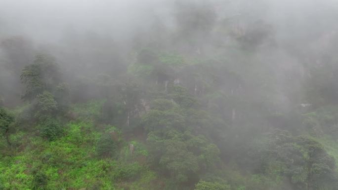 热带雨林02