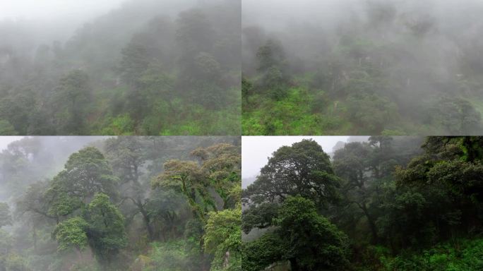 热带雨林02