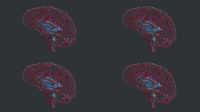 医学人体器官 大脑 解剖 神经 系统动脉