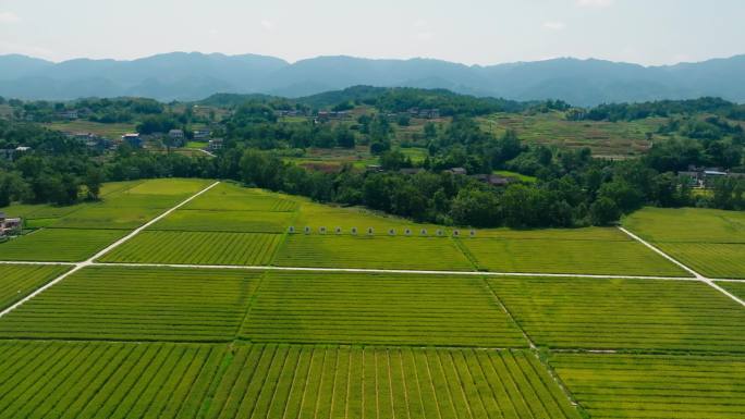 稻田大景