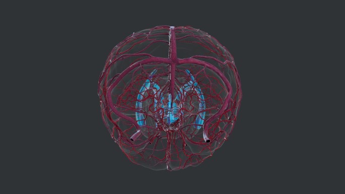 脑纤维 脑脊髓 脑神经 大脑 小脑 人体