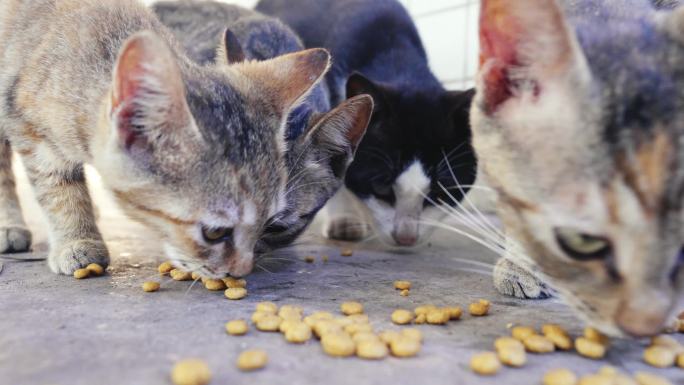 农村土猫吃猫粮合集