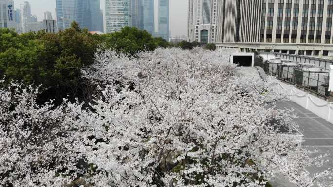 4K原素材-航拍上海春天，陆家嘴樱花季