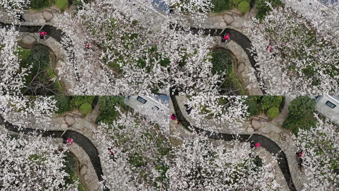 4K原素材-航拍上海春天，陆家嘴樱花季