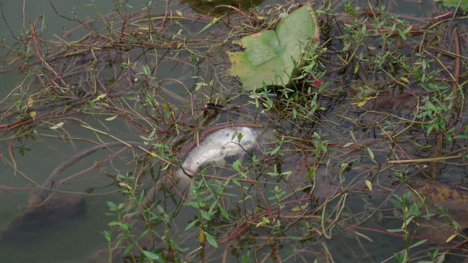 环境恶化水质污染鱼虾死亡污水重金属污染