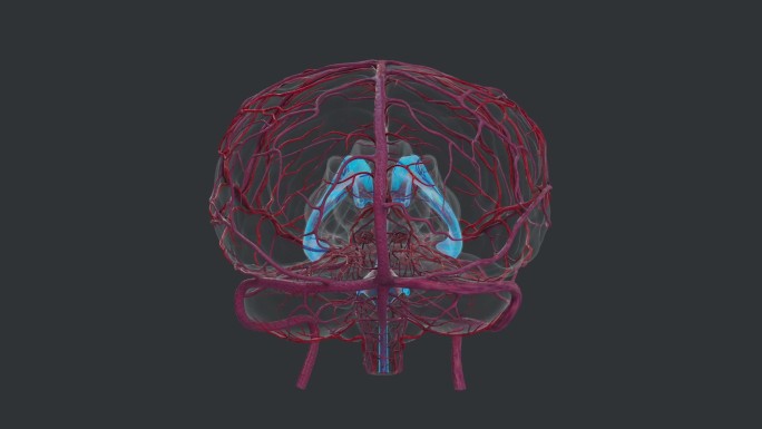 丘脑中枢神经系统 人体器官蓝色大脑动脉