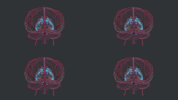丘脑中枢神经系统 人体器官蓝色大脑动脉