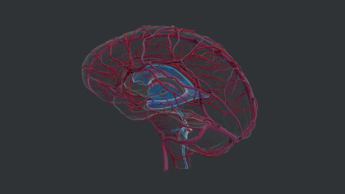 神经系统 大脑小脑 动脉 大脑疾病动画