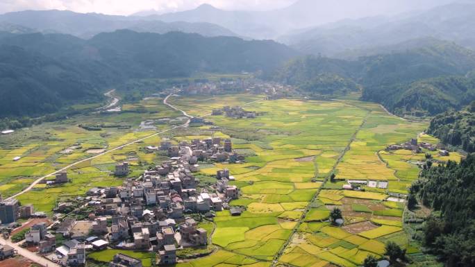 航拍山村 秋天稻田