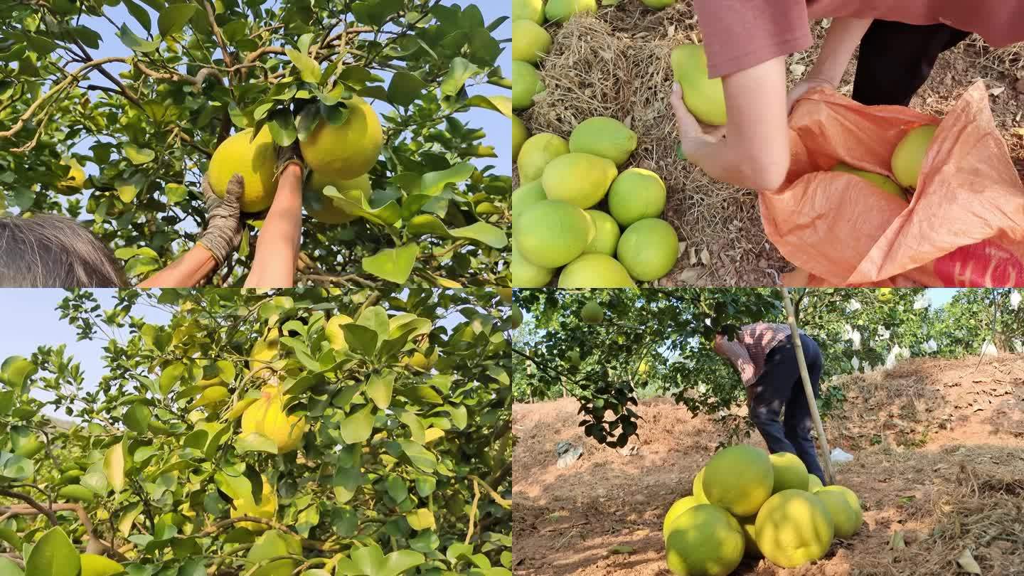 柚子丰收摘水果收摘沙田柚绿色柚场柚子收获