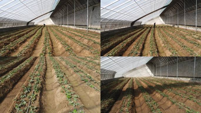 定西市张家庄村现代农业产业园草莓种植