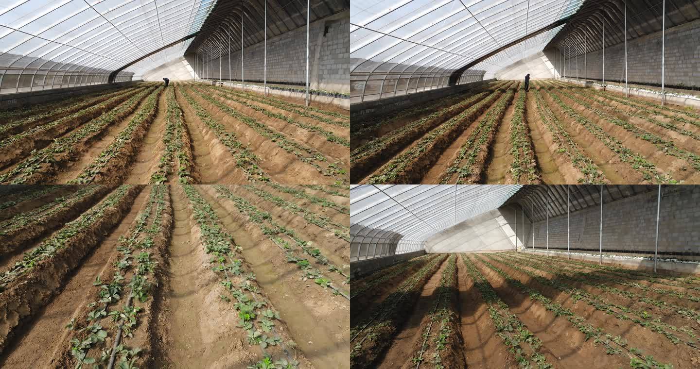 定西市张家庄村现代农业产业园草莓种植