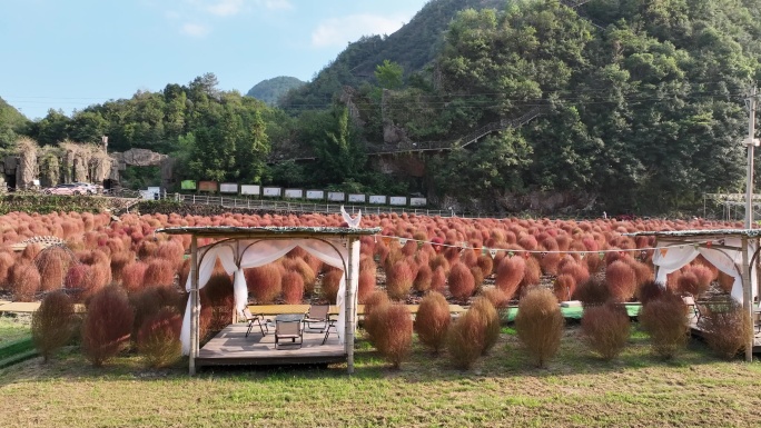 航拍浙江磐安金鸡岩景区地肤花海