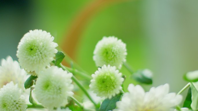 夏日 阳光 草地 雏菊