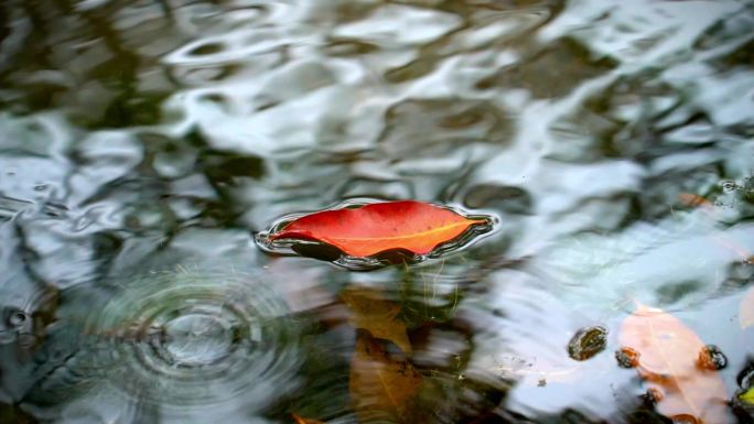 水上漂浮的枫叶