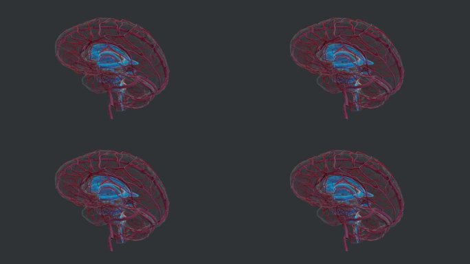 丘脑中枢神经系统 人体器官蓝色大脑动脉