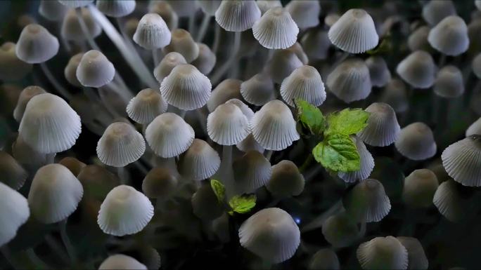 延时拍摄 蘑菇 菌菇 野生  白小鬼伞