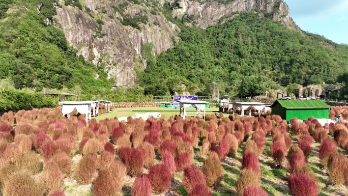 航拍浙江磐安金鸡岩景区地肤花海