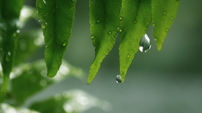 树叶水滴 滴水水滴 水珠 自然