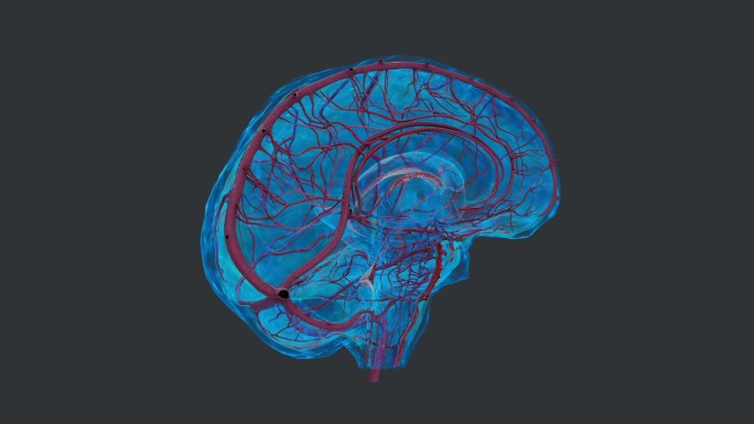 神经系统 大脑小脑 动脉 大脑疾病动画