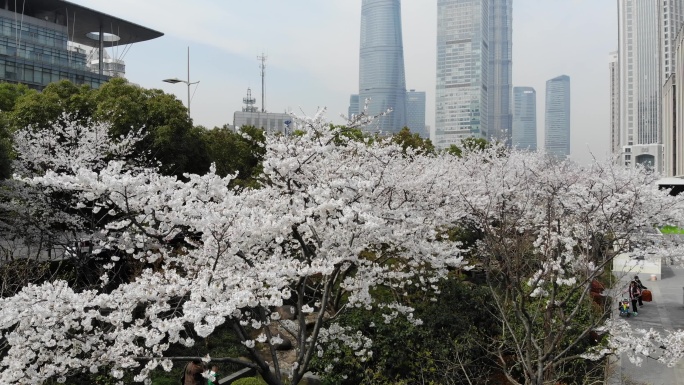 4K原素材-航拍上海春天，陆家嘴樱花季