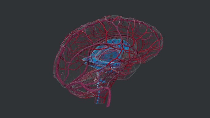 脑部神经疾病治疗大脑神经解剖动脉循环系统