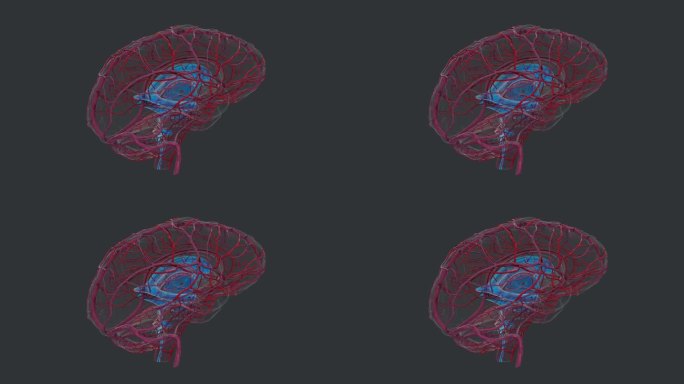 脑部神经疾病治疗大脑神经解剖动脉循环系统