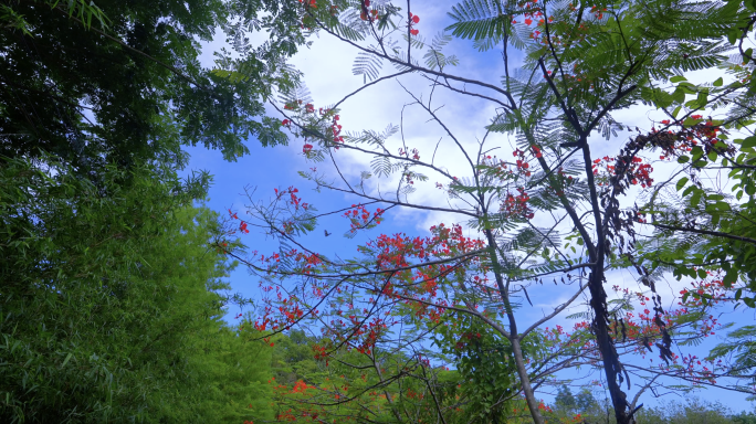 蓝天树林湖泊郊外蝴蝶飞过唯美夏日4k