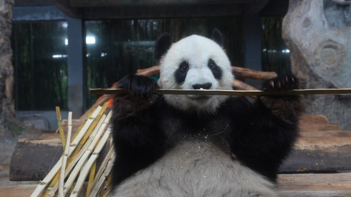 海南动物园熊猫干饭